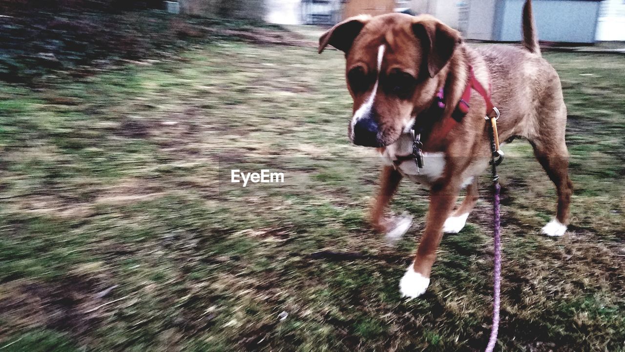 DOG ON DIRT TRACK