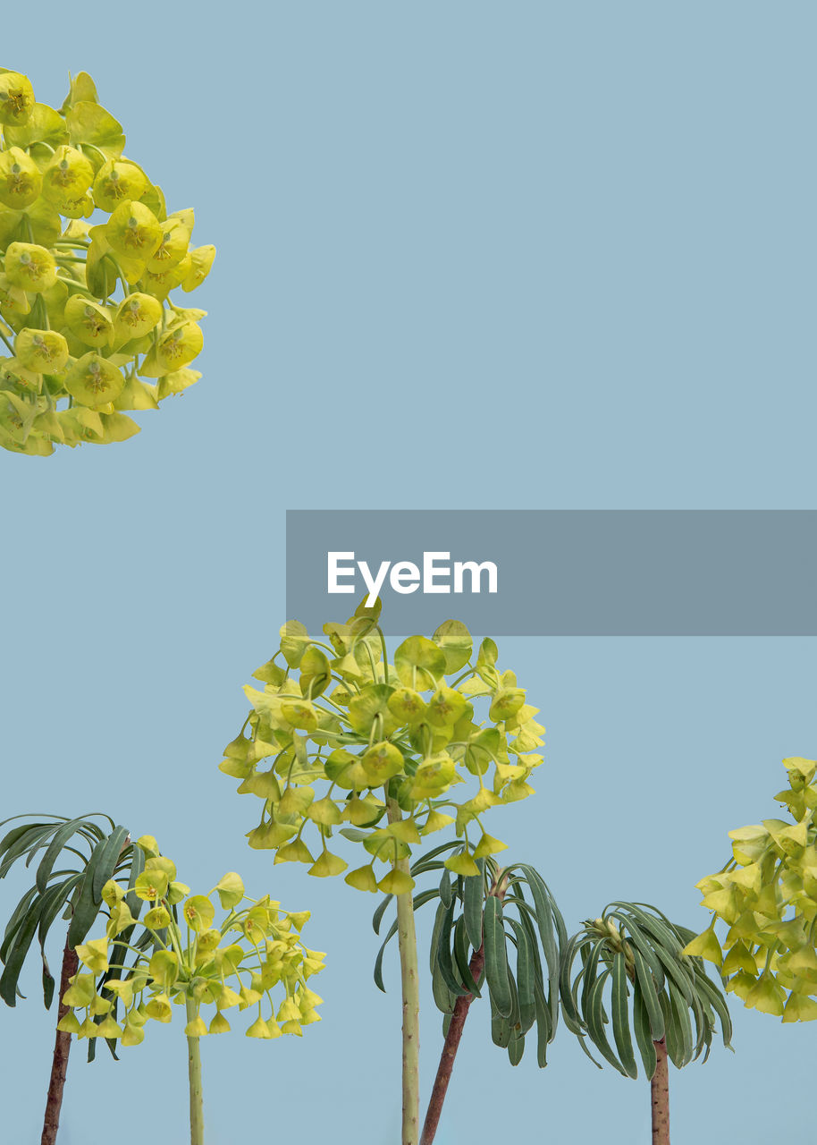 plant, yellow, nature, branch, leaf, sky, growth, flower, plant part, tree, blue, no people, clear sky, beauty in nature, outdoors, produce, freshness, flowering plant, food and drink, green, copy space, food, blossom