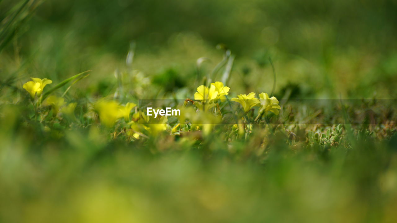 Close-up of yellow flowering plant on field