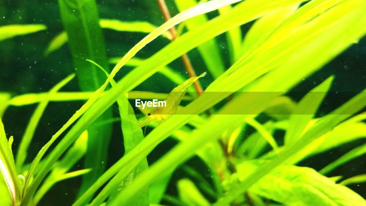 CLOSE-UP OF WATER DROPS ON PLANTS