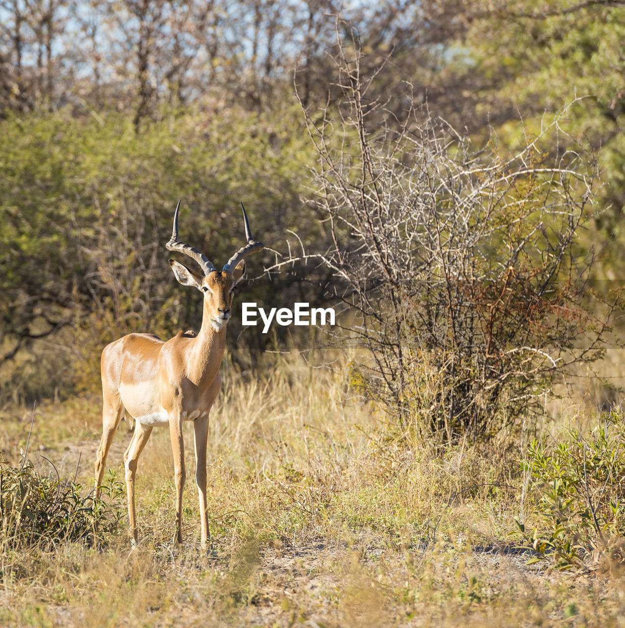 Impala out on the plains in botswana, africa