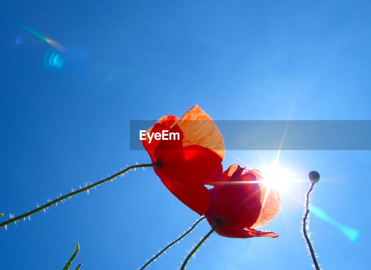 Low angle view of poppies blooming against bright sky