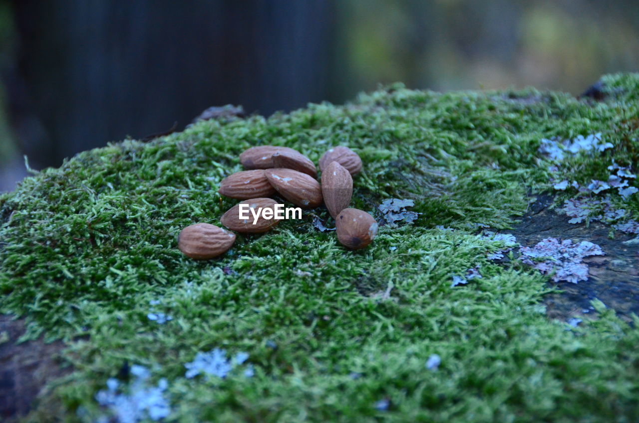 CLOSE-UP OF MUSHROOMS IN MOSS