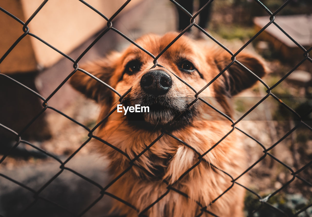 Close-up of dog seen through chainlink fence