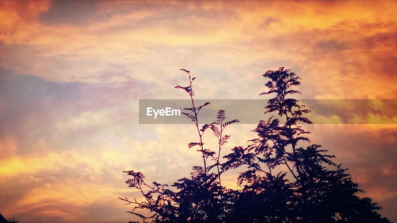 LOW ANGLE VIEW OF TREES AGAINST CLOUDY SKY