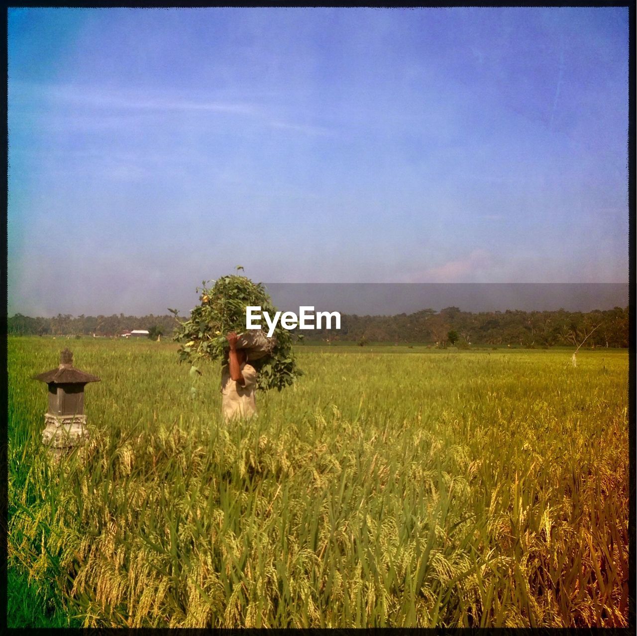 Farmer carrying sack through field