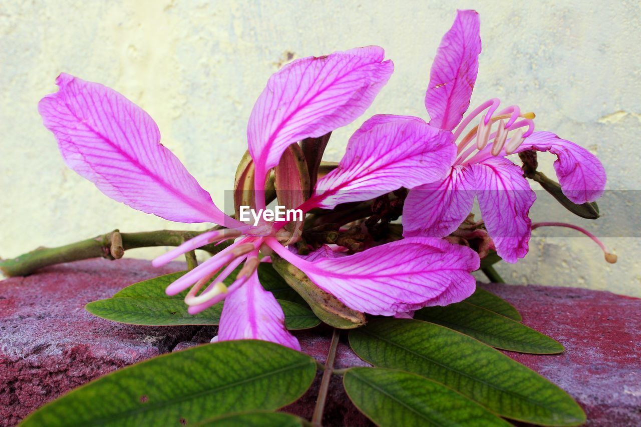 flower, flowering plant, plant, freshness, beauty in nature, fragility, petal, close-up, pink, growth, nature, leaf, plant part, inflorescence, flower head, no people, purple, pollen, day, outdoors, blossom, stamen, botany