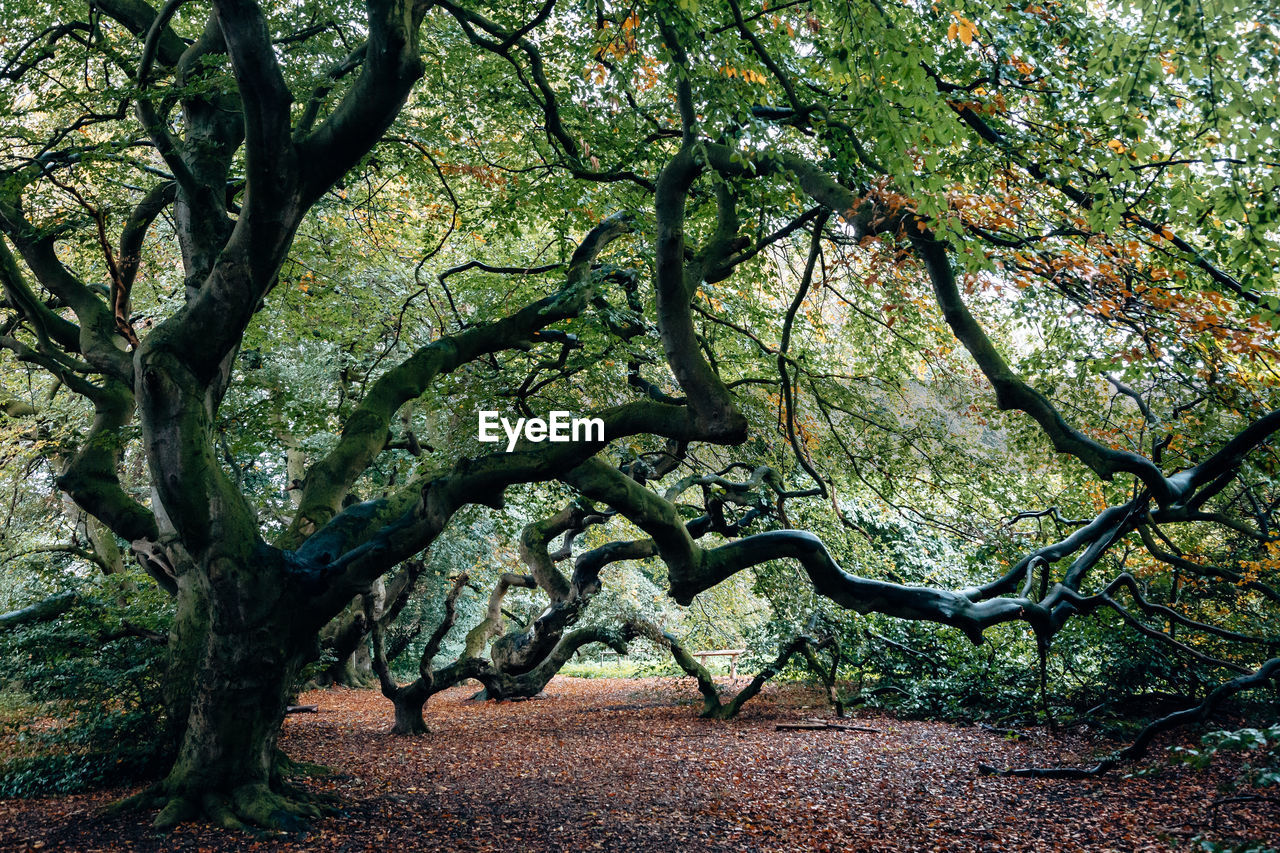 Trees in park during autumn