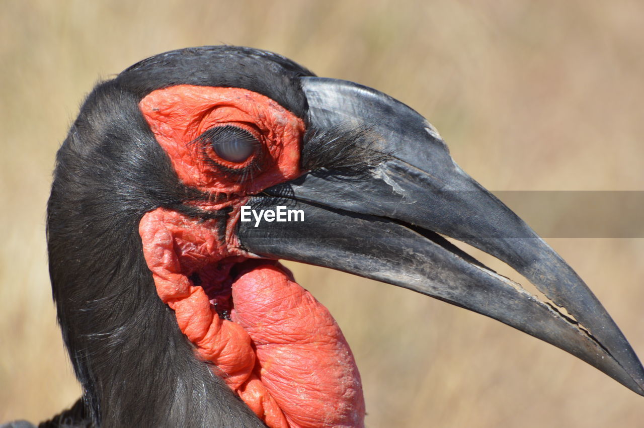 Close-up of a bird