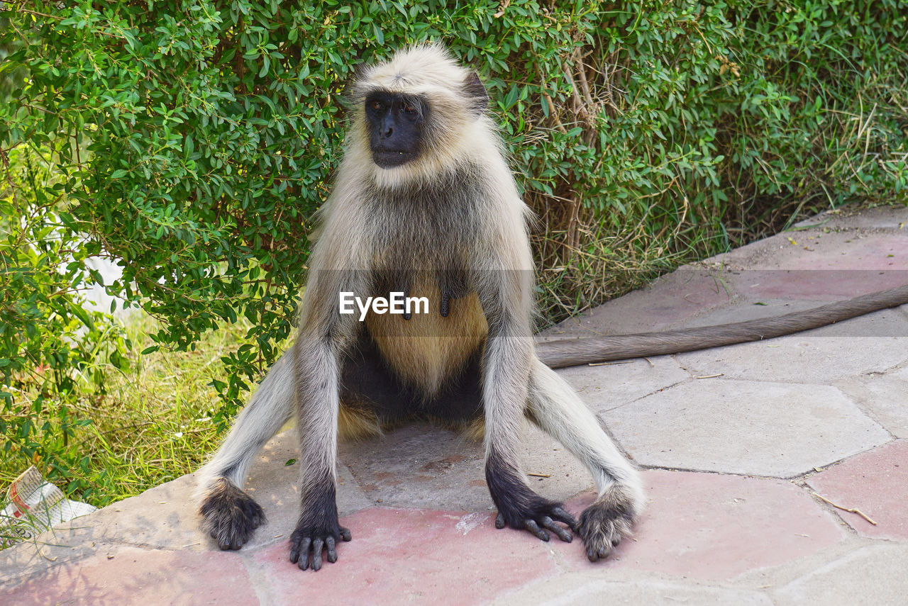 A wild monkey is sitting in a park in jodhpur