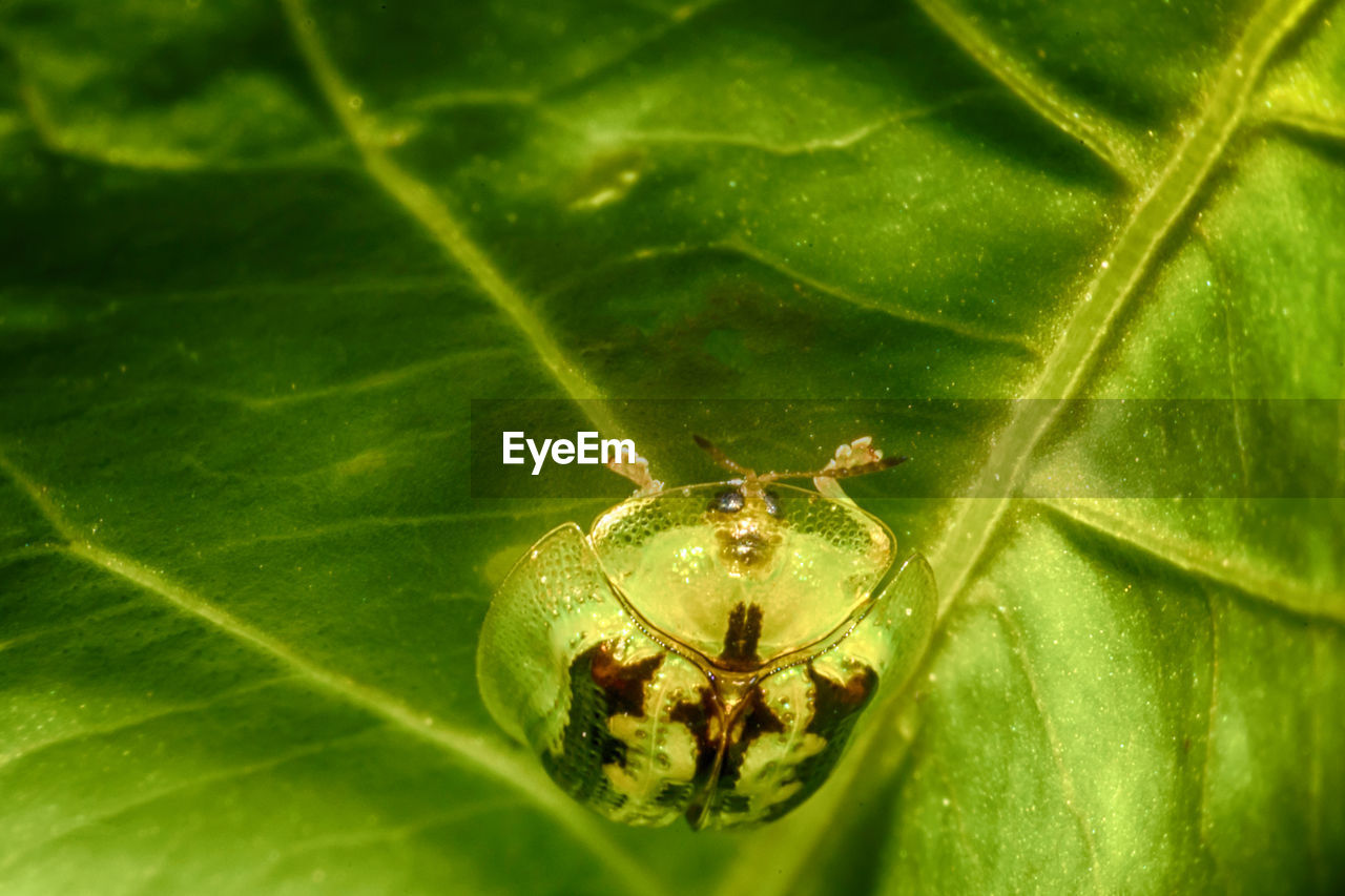 CLOSE-UP OF SPIDER IN GREEN LEAF