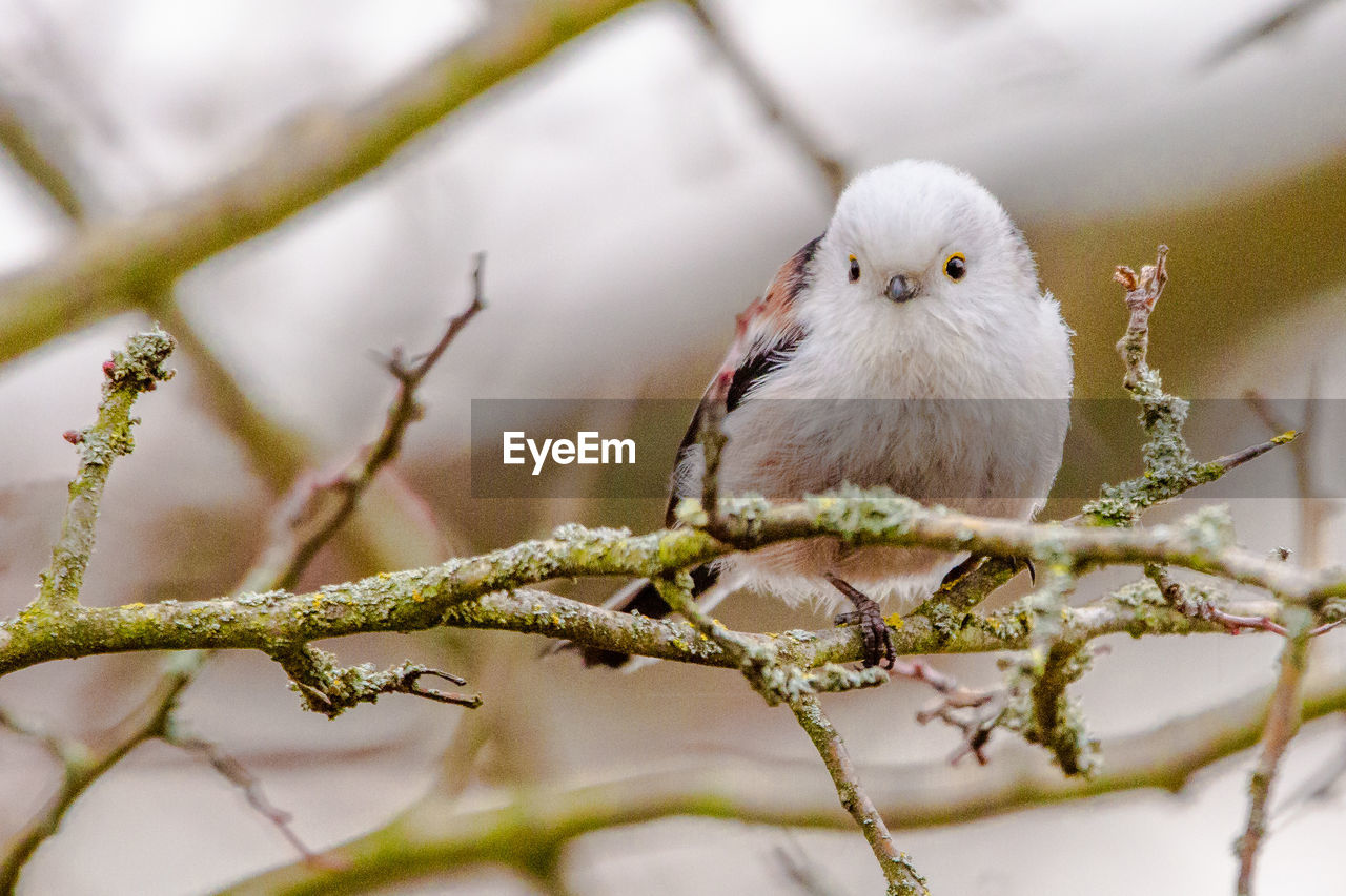 CLOSE-UP OF BIRD PERCHING ON TREE