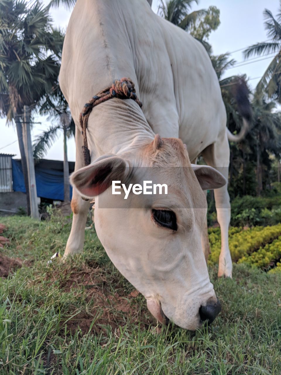 COW IN A FIELD