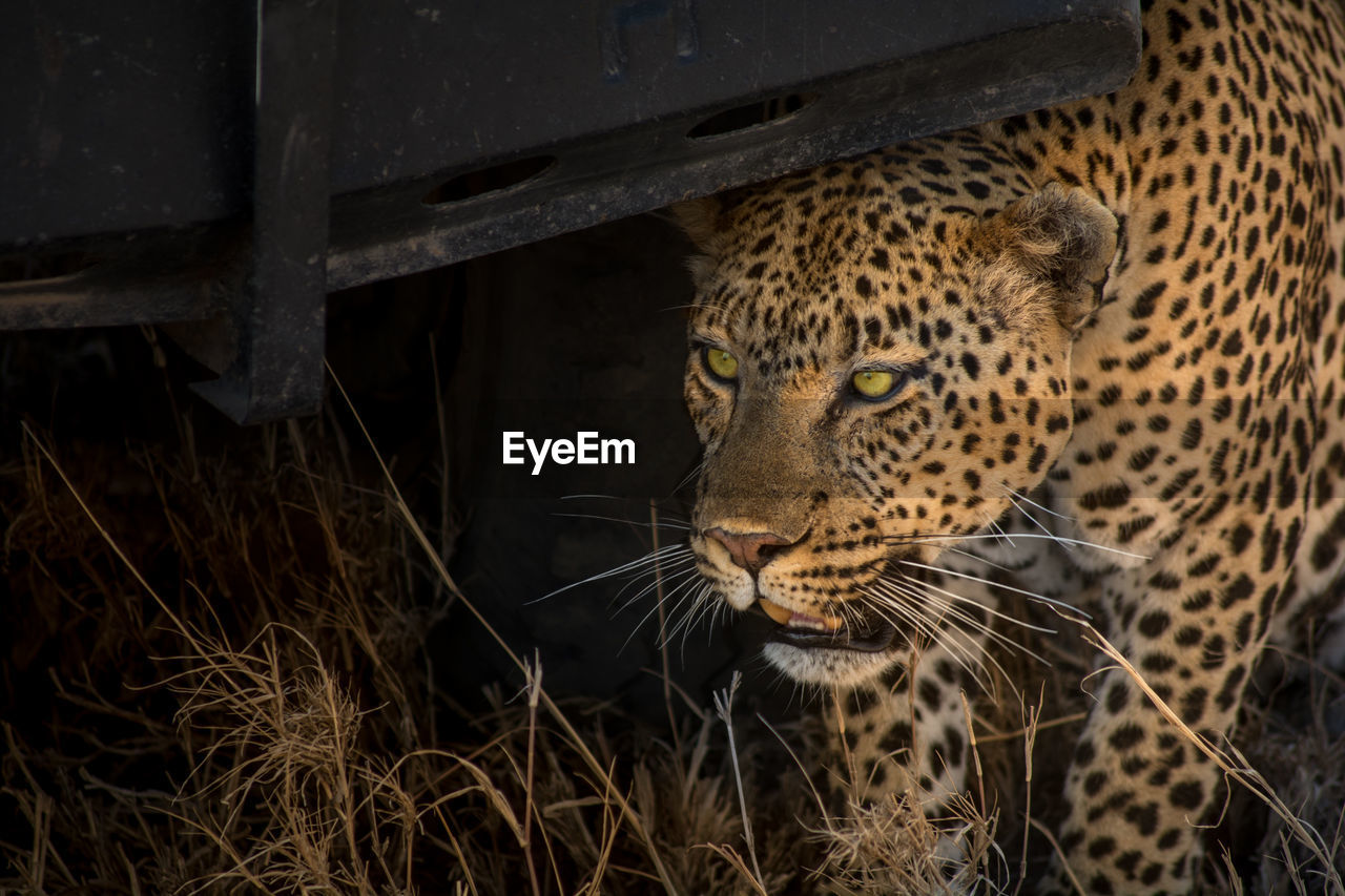 Leopard in zoo