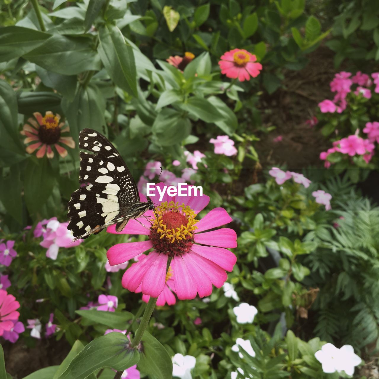 CLOSE-UP OF BUTTERFLY ON FLOWER