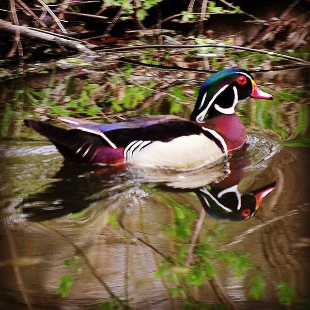 animal themes, bird, animals in the wild, mandarin duck, lake, duck, one animal, animal wildlife, side view, nature, water, water bird, swimming, reflection, no people, multi colored, day, beauty in nature, full length, outdoors