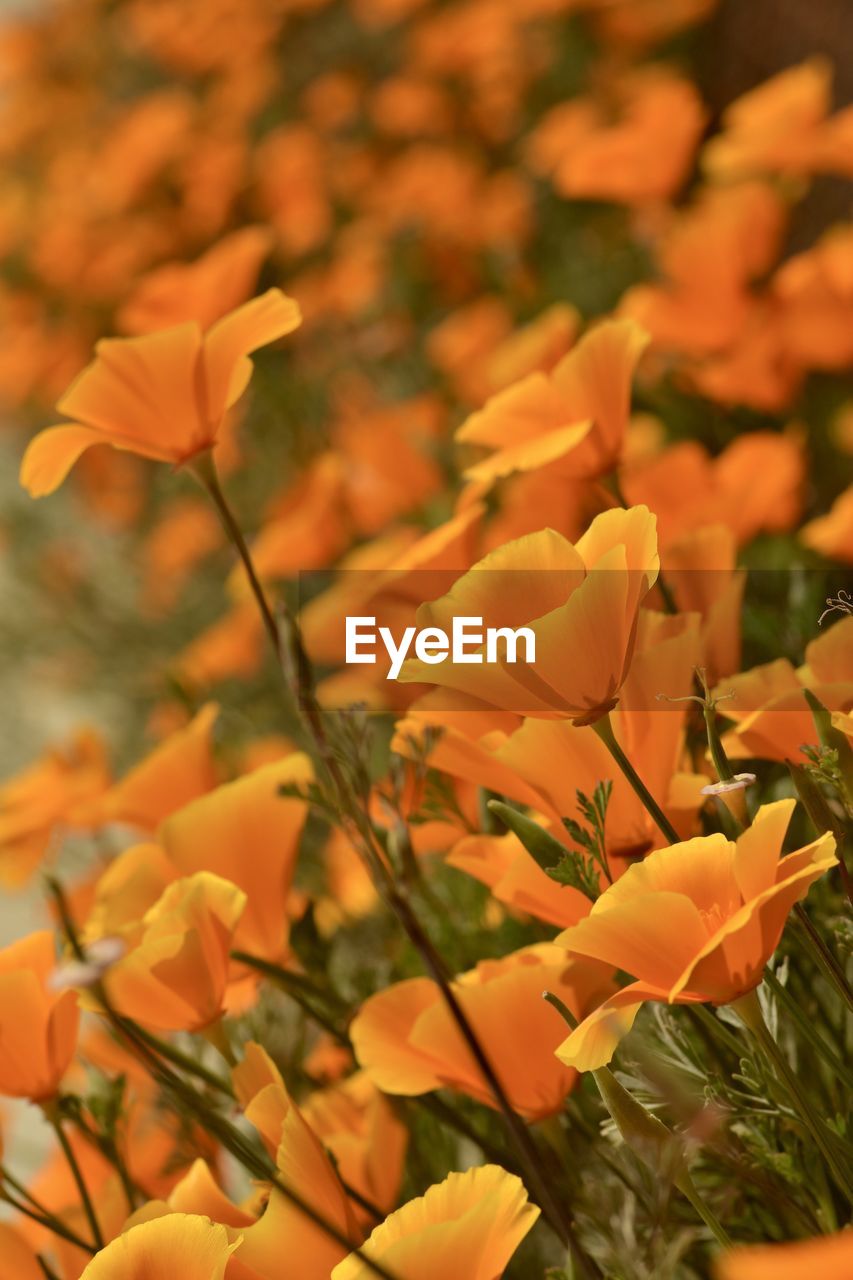 Close-up of yellow flowering plant on field