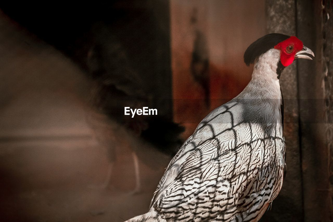 Close-up of bird looking away