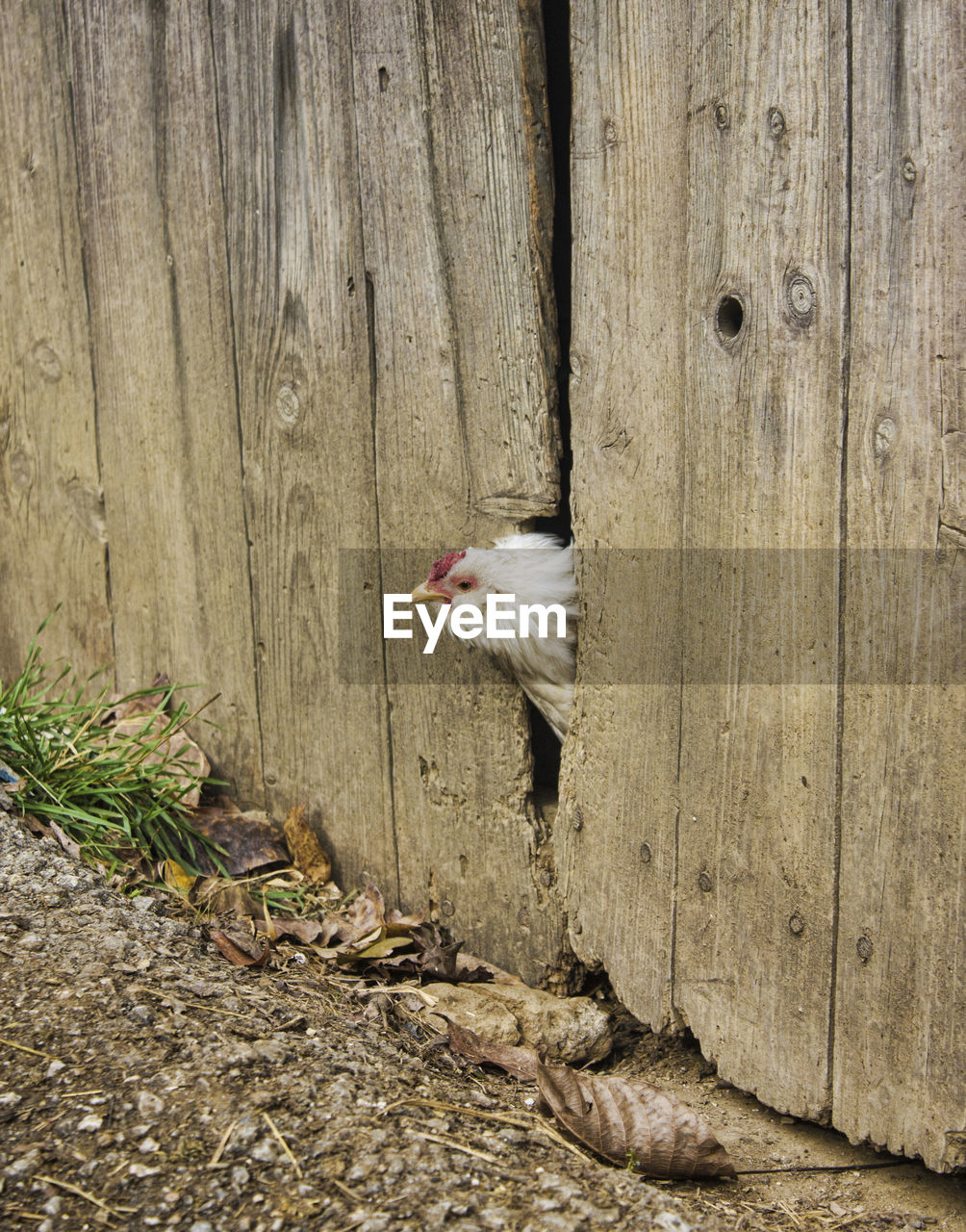 View of a cat on wood