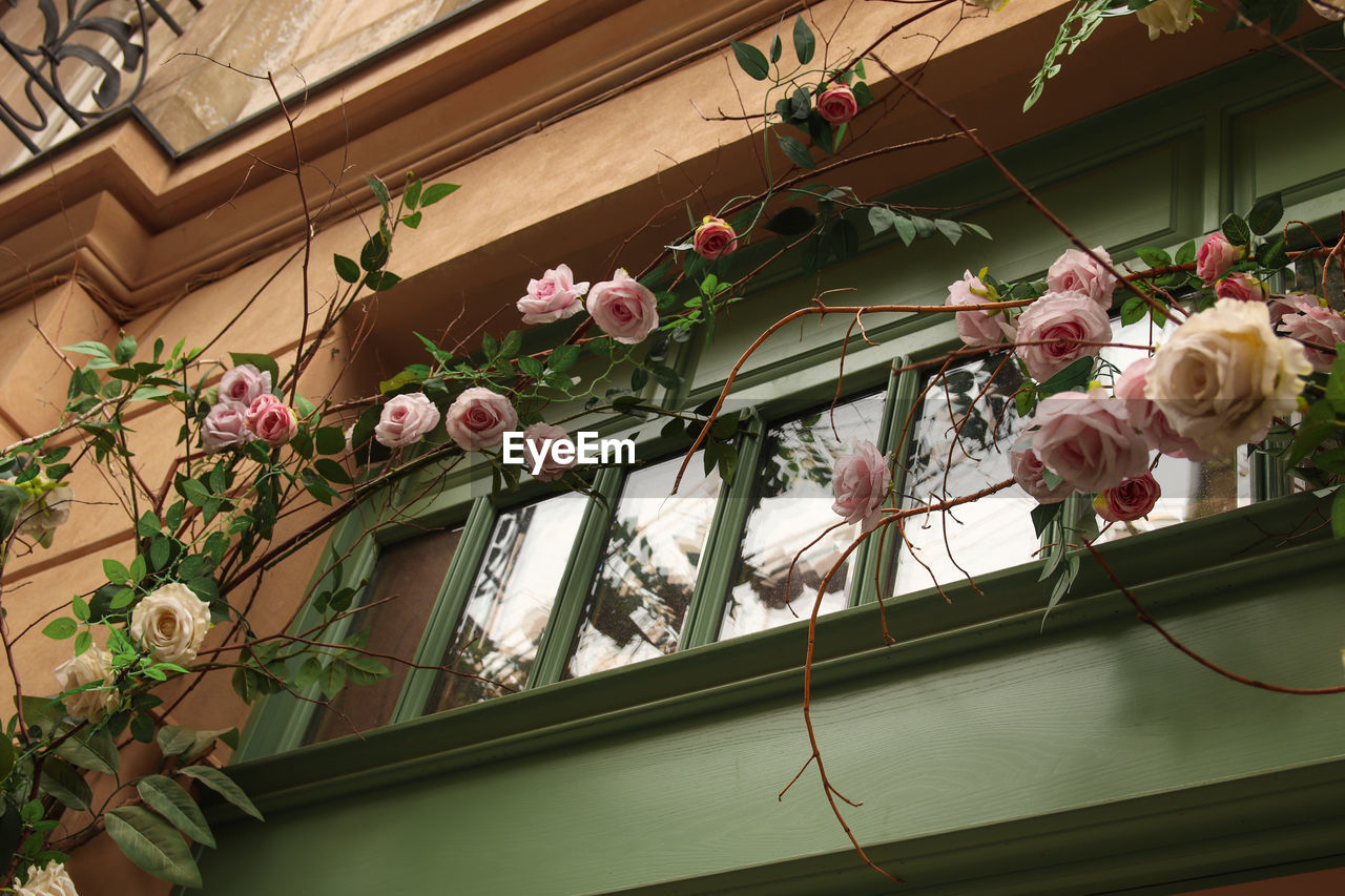 Window and flowers. beautiful pink rose in the close windows outside. romance street decorated with 