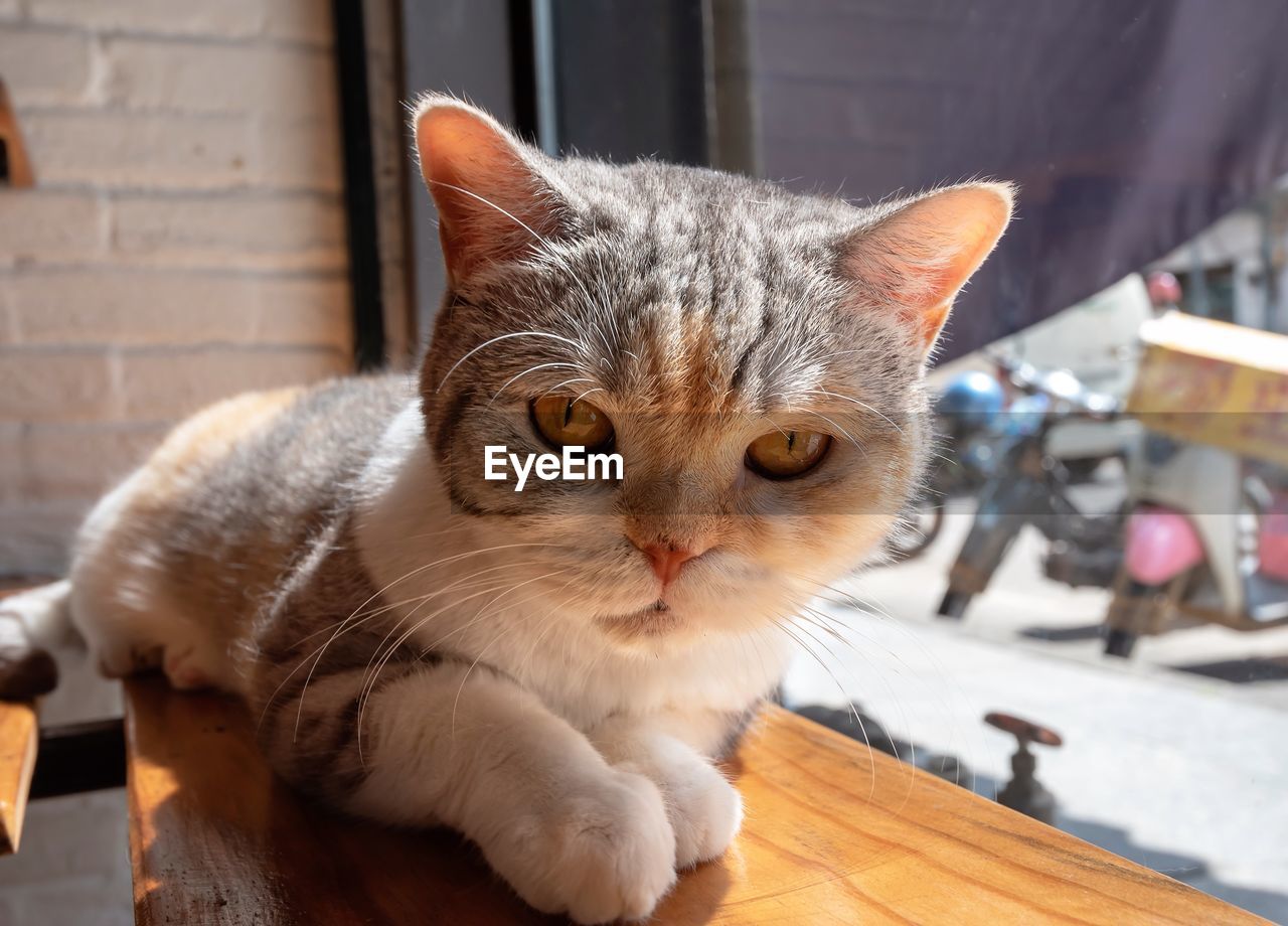 CLOSE-UP PORTRAIT OF A CAT ON TABLE