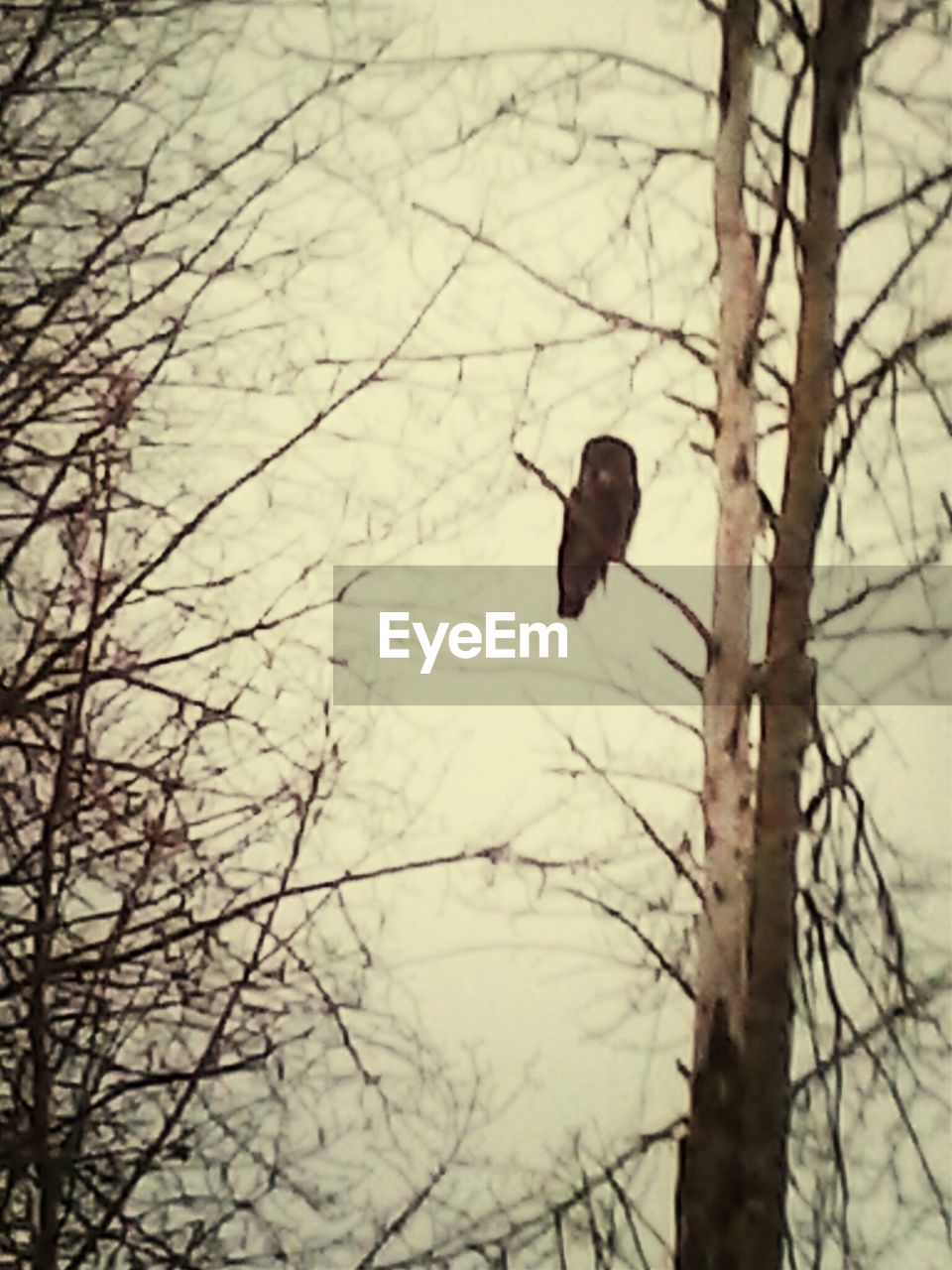 BIRDS PERCHING ON TREE