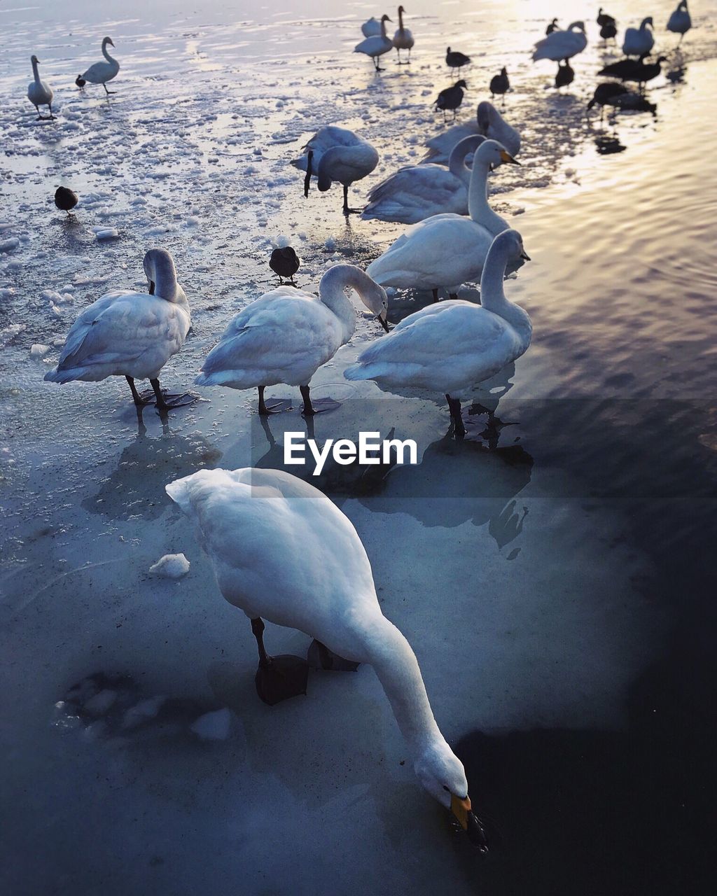 High angle view of swans on lake during winter