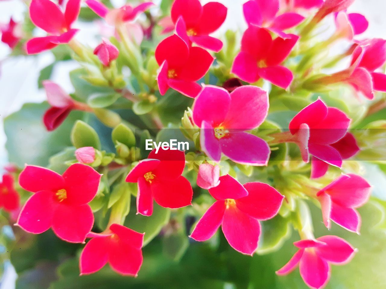 CLOSE-UP OF PINK FLOWERS BLOOMING