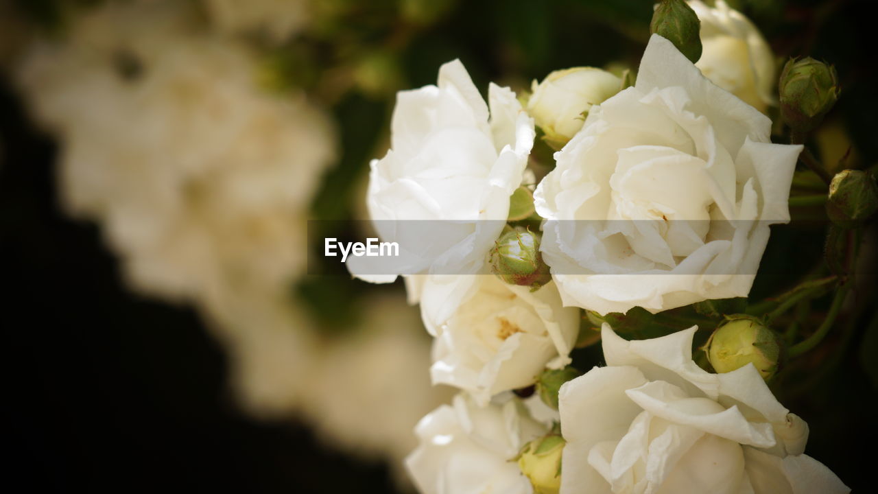 Close-up of white rose bouquet