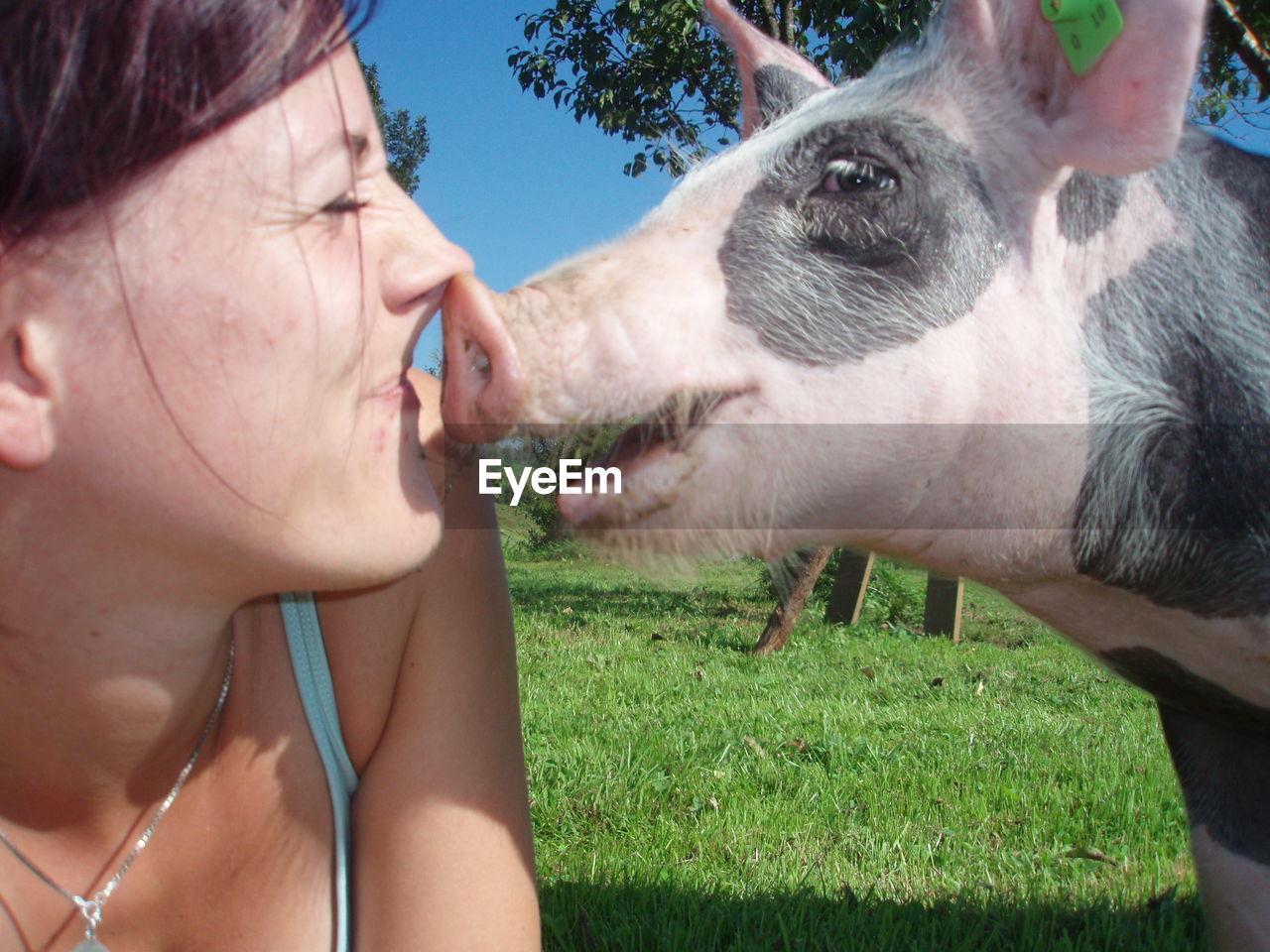 Close-up of woman kissing pig on grass