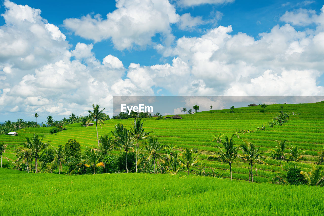 SCENIC VIEW OF FARM AGAINST SKY