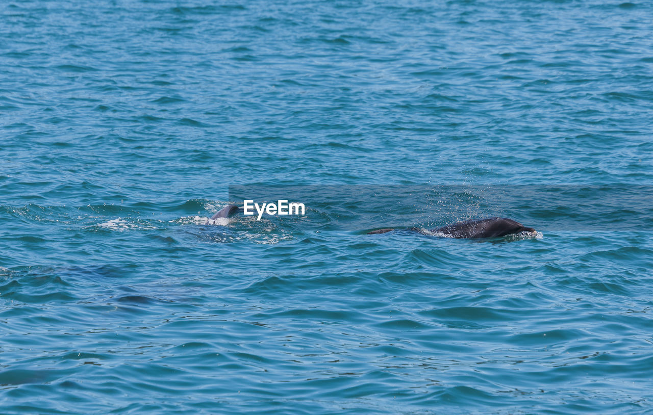 VIEW OF SWIMMING UNDERWATER