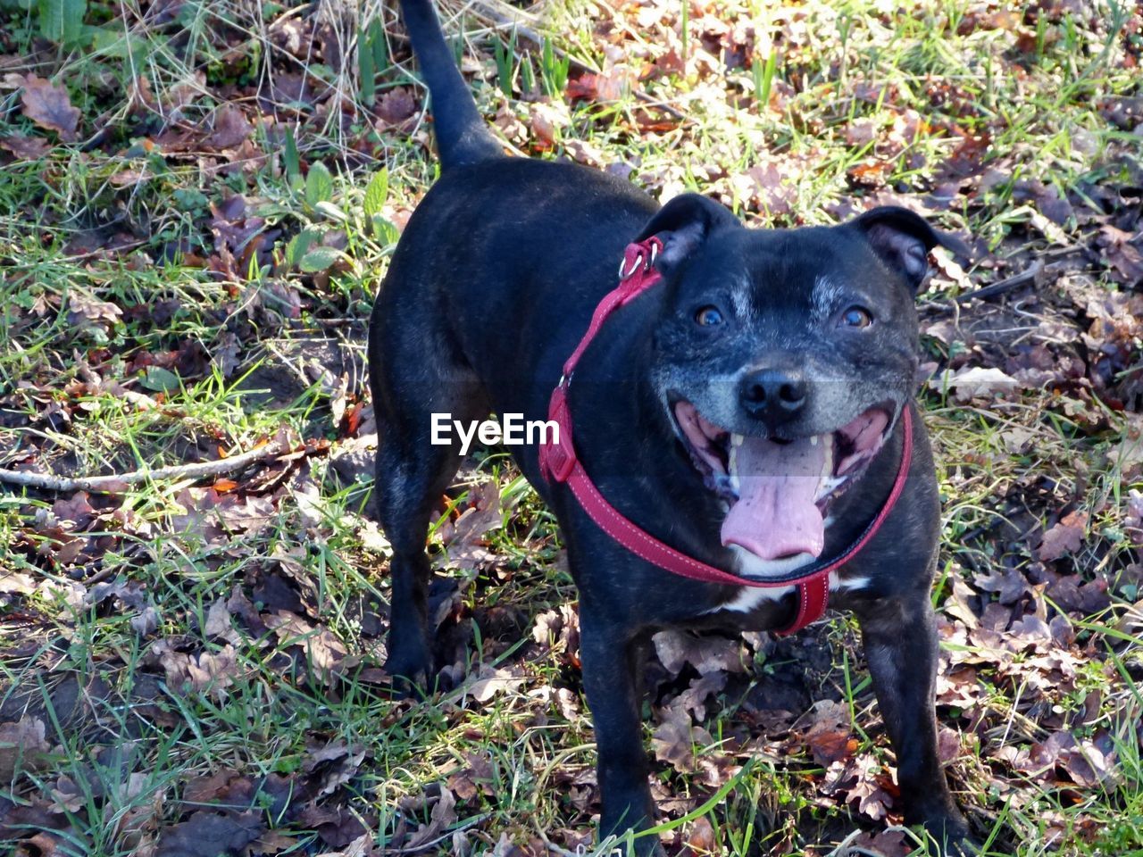 Close-up of black dog on grassy field