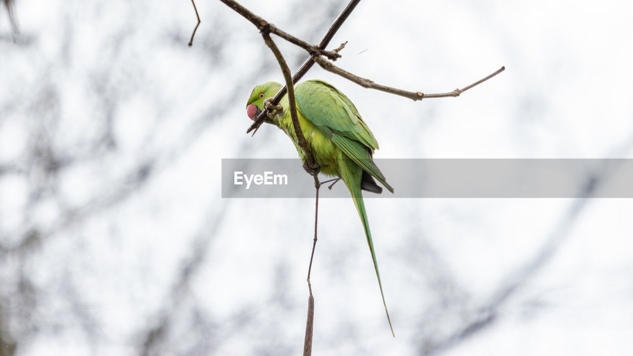bird, animal, animal themes, animal wildlife, branch, tree, nature, wildlife, one animal, plant, parrot, perching, green, pet, no people, focus on foreground, beauty in nature, outdoors, environment, animal body part, forest, social issues, leaf, day, close-up