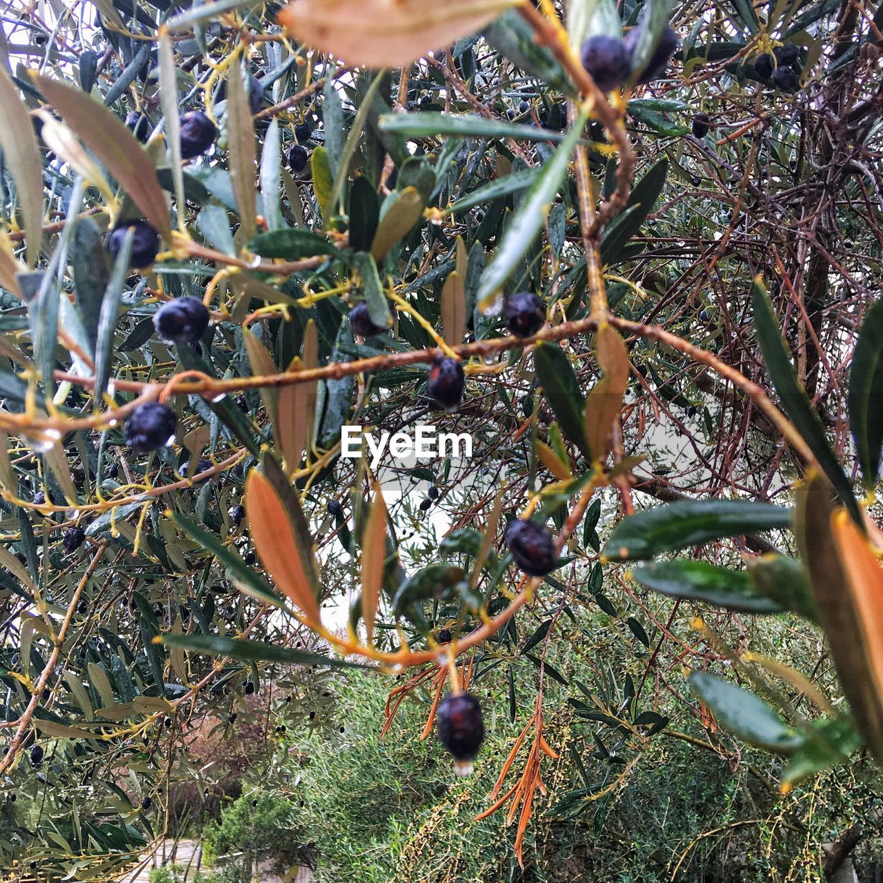 CLOSE-UP OF FRUIT HANGING ON TREE