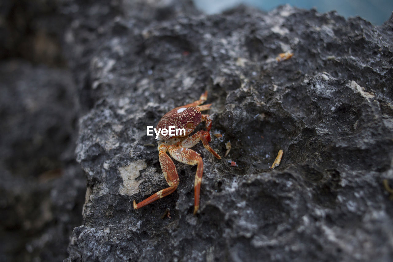 Close-up of fungus growing on rock