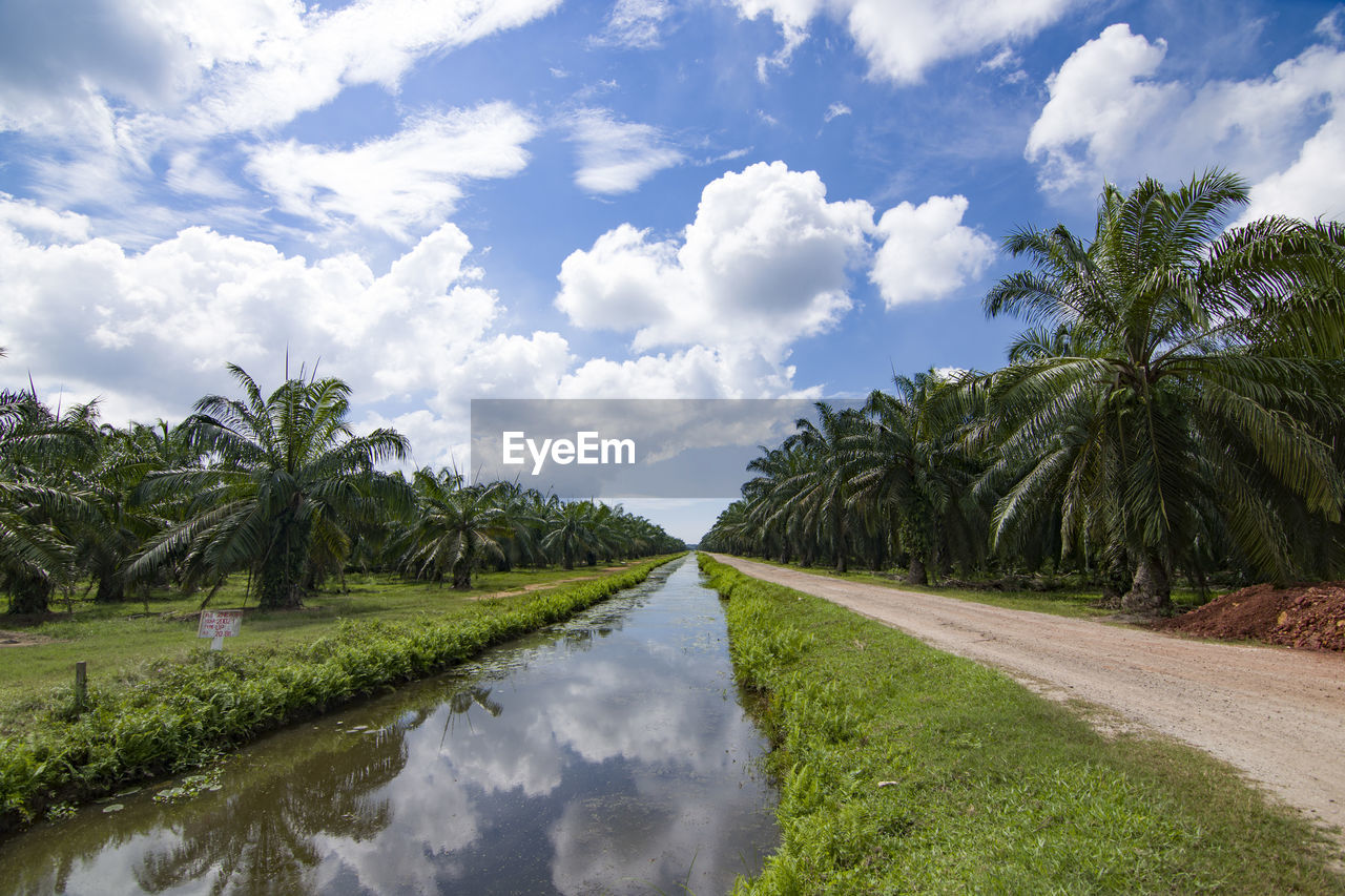 Scenic view of road amidst trees against sky