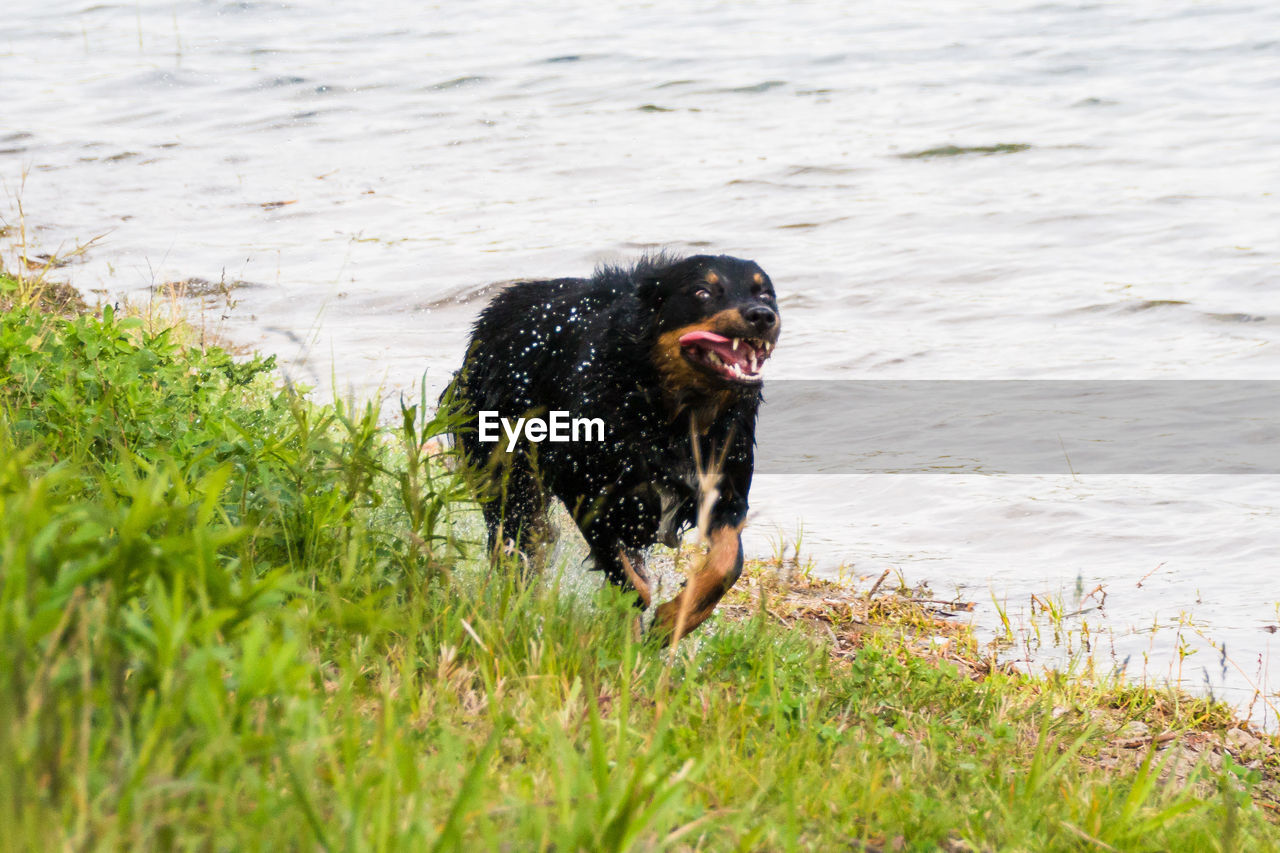 DOG RUNNING ON GRASS AT SHORE