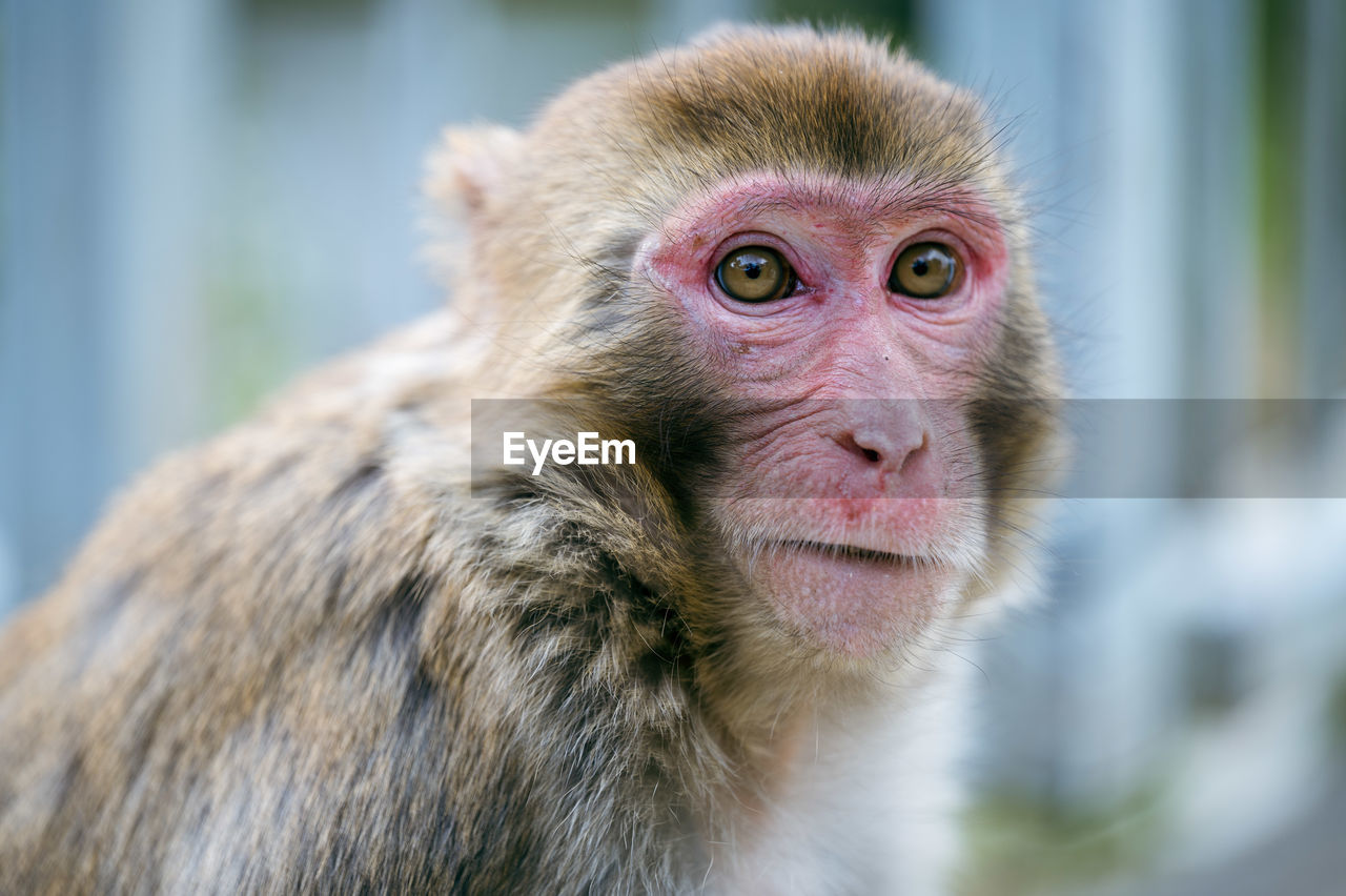 animal themes, animal, monkey, mammal, primate, macaque, one animal, animal wildlife, old world monkey, wildlife, portrait, close-up, looking at camera, animal head, new world monkey, animal body part, ape, animal hair, no people, focus on foreground, outdoors, cute, day, nature, looking