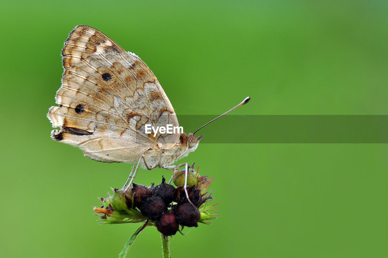 Close-up of butterfly perching on plant