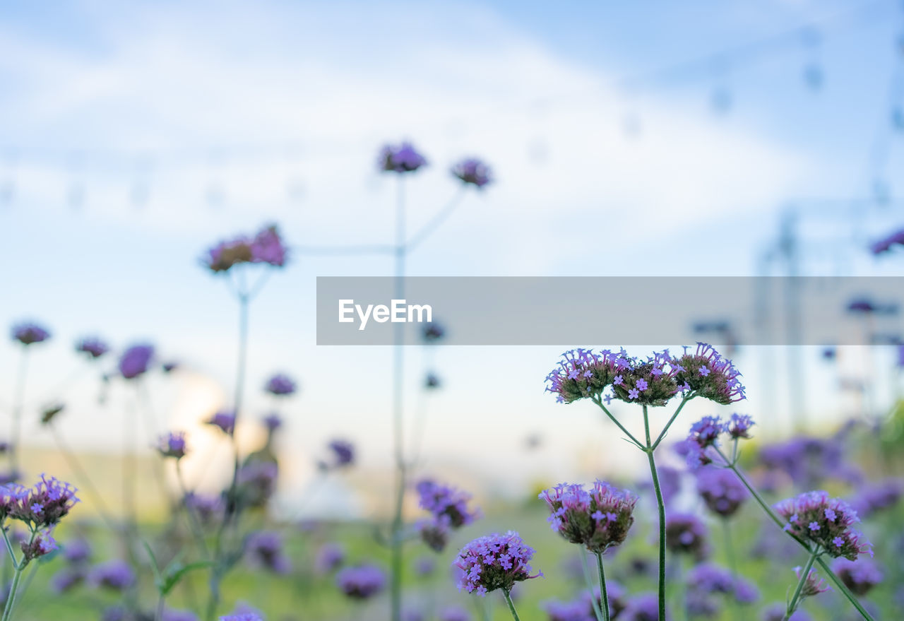 flower, flowering plant, plant, freshness, beauty in nature, nature, purple, fragility, sky, growth, meadow, field, focus on foreground, close-up, no people, blossom, cloud, lavender, flower head, outdoors, wildflower, macro photography, land, day, blue, summer, springtime, selective focus, inflorescence, environment, botany, garden cosmos, tranquility, grass, herbal medicine, medicine, plant stem, landscape, petal