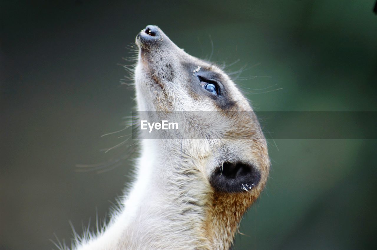 CLOSE-UP OF HORSE OUTDOORS