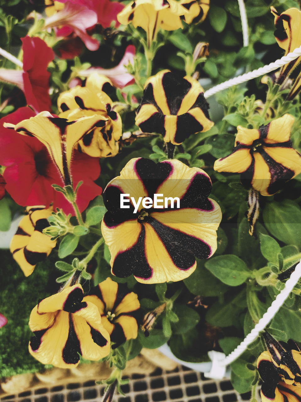 CLOSE-UP OF YELLOW ROSE PLANT