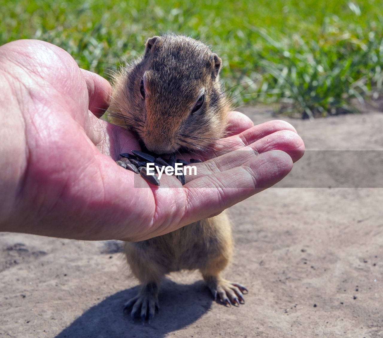 Feeding gophers by human at wild nature. gopher is eating from human hand.