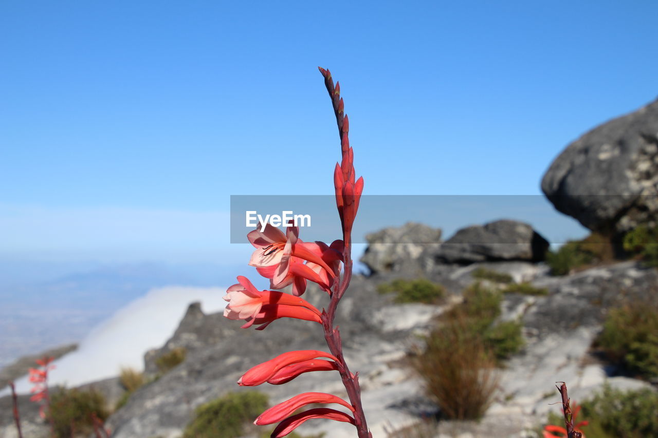CLOSE-UP OF RED FLOWERS AGAINST MOUNTAIN