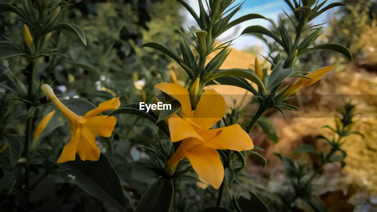 CLOSE-UP OF YELLOW FLOWERING PLANT AGAINST BLURRED BACKGROUND