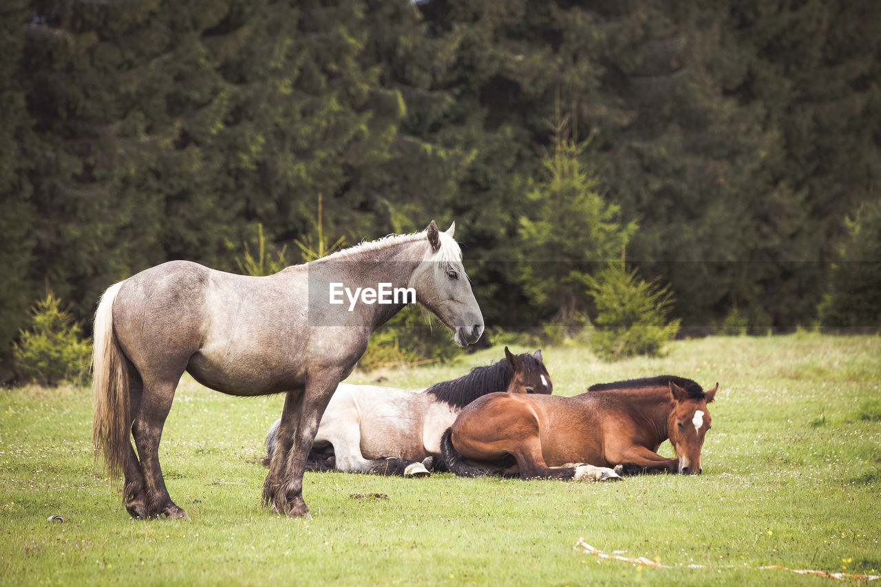 HORSES IN A FARM