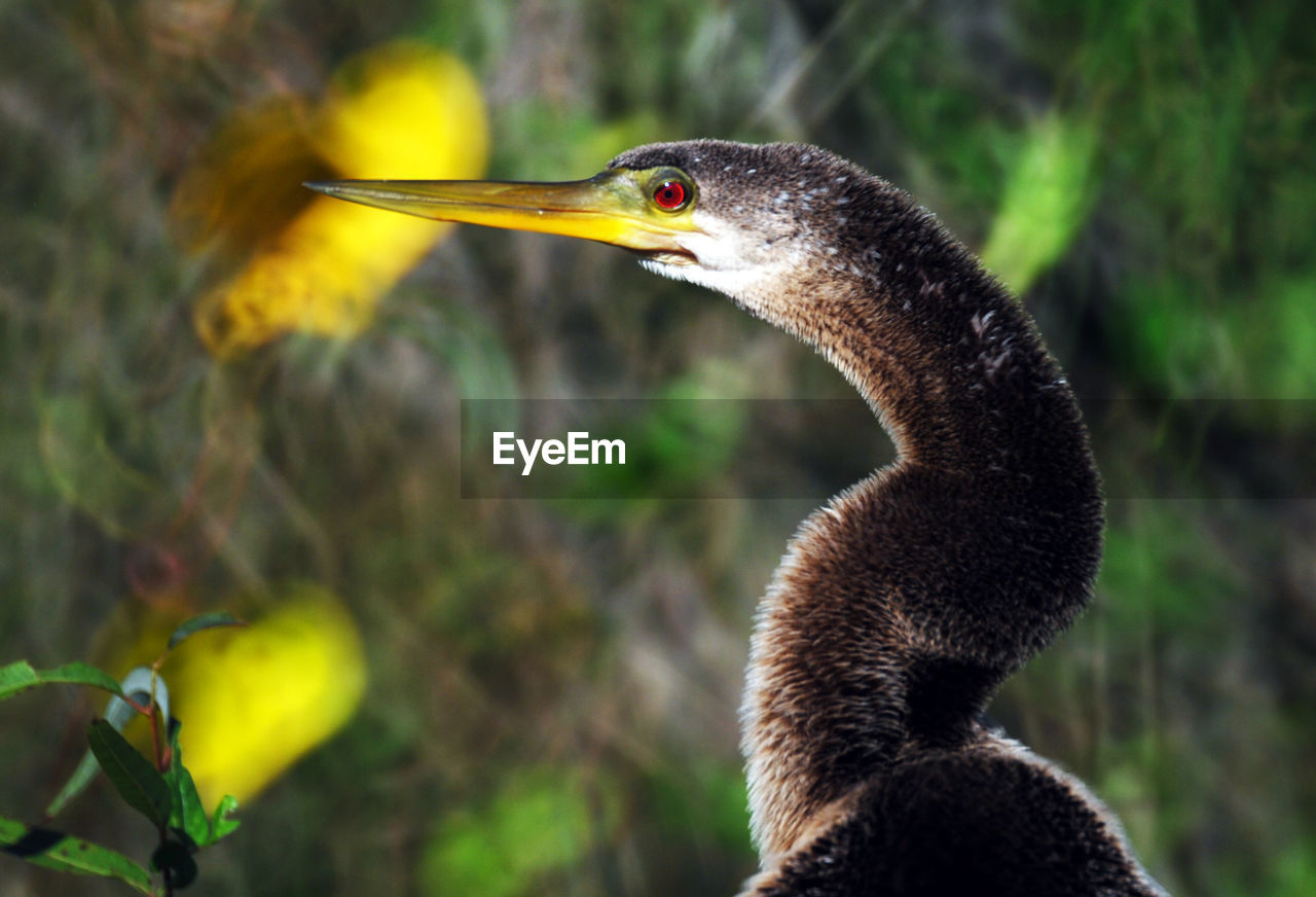 Anhinga portrait, left