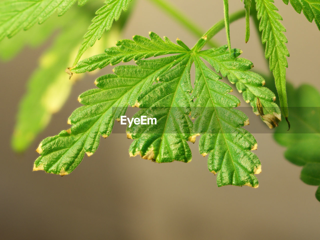 Close-up of fresh green leaves