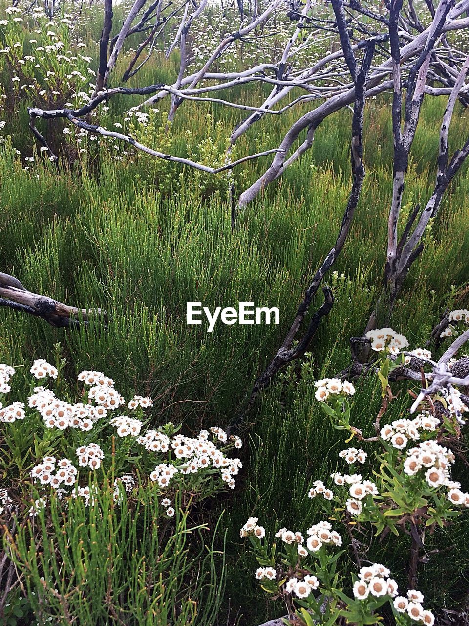 SCENIC VIEW OF FLOWERING PLANTS ON LAND